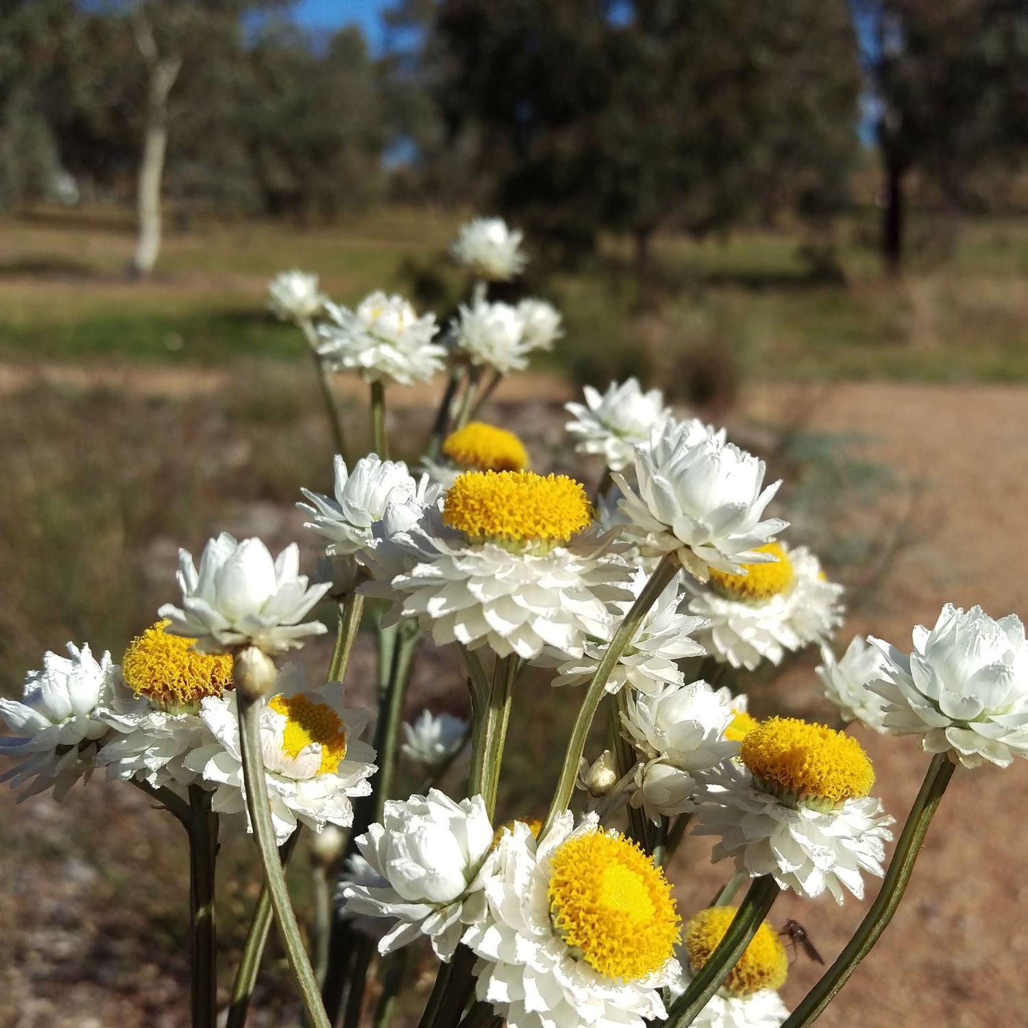 Ammobium alatum - Winged Everlasting -STEP