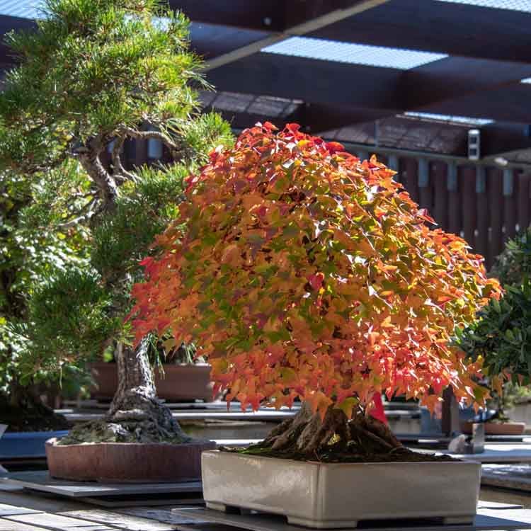Autumn in the Collection