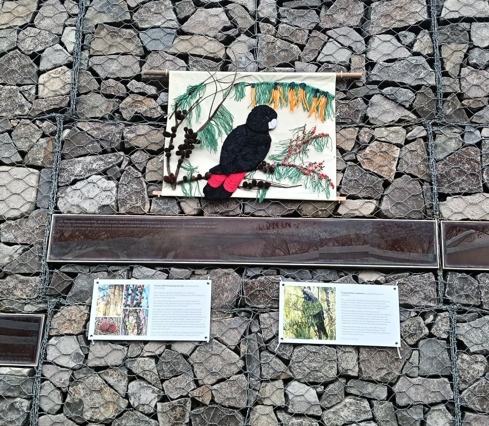Gabion Wall - Drooping Sheoak and Glossy Black Cockatoo