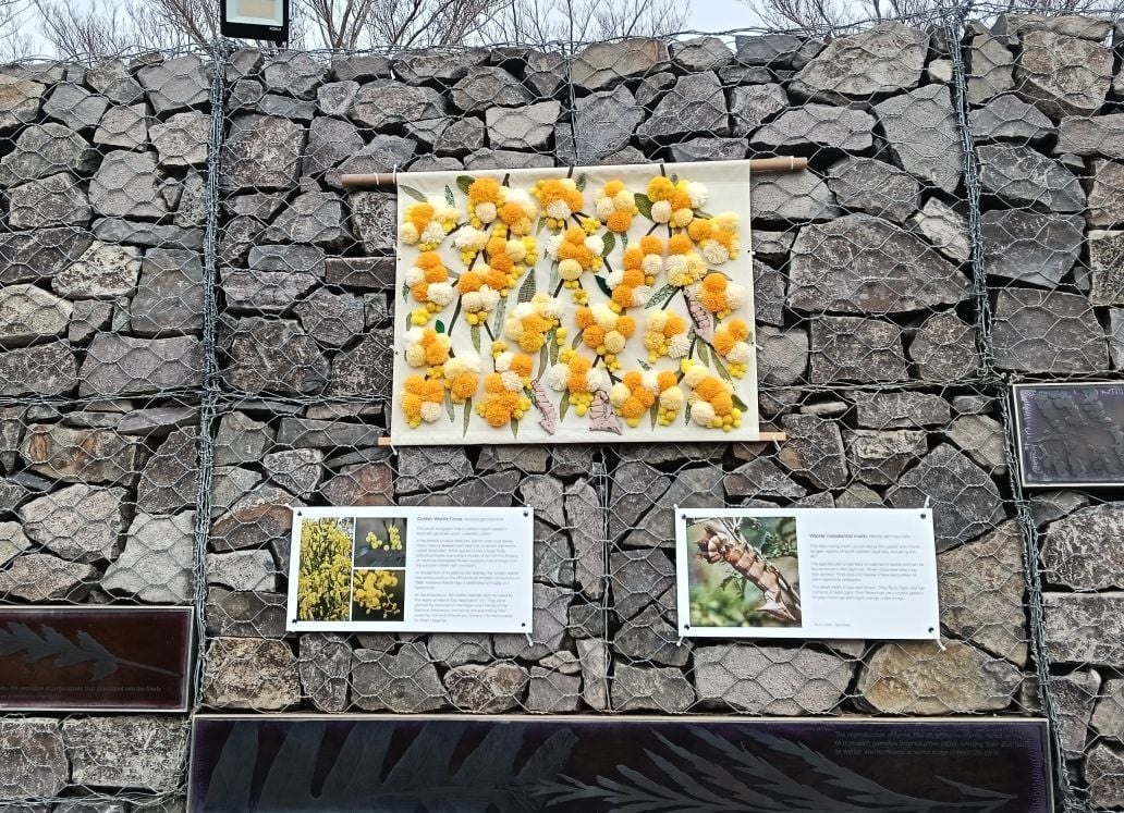 Gabion Wall - Golden Wattle & Wattle Notadontid month larvae