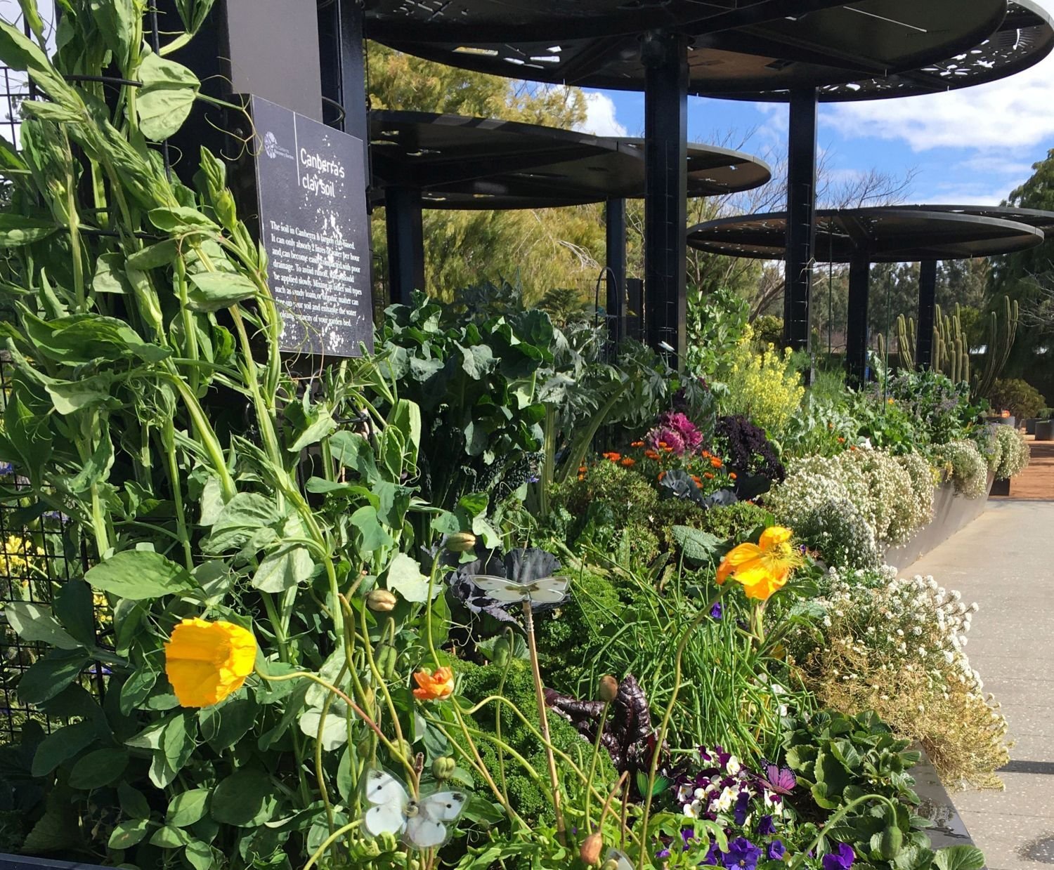 Kitchen garden 1
