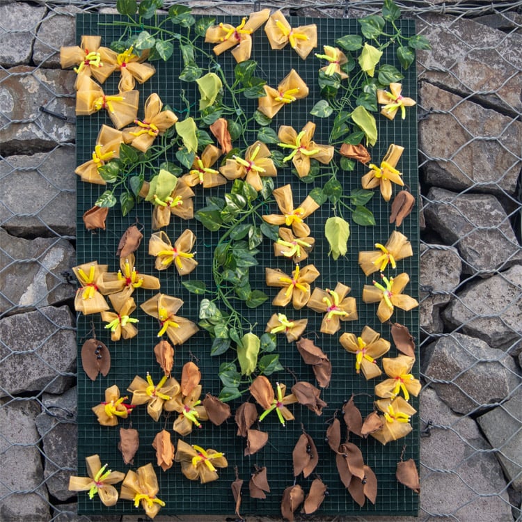 goldenraintree
