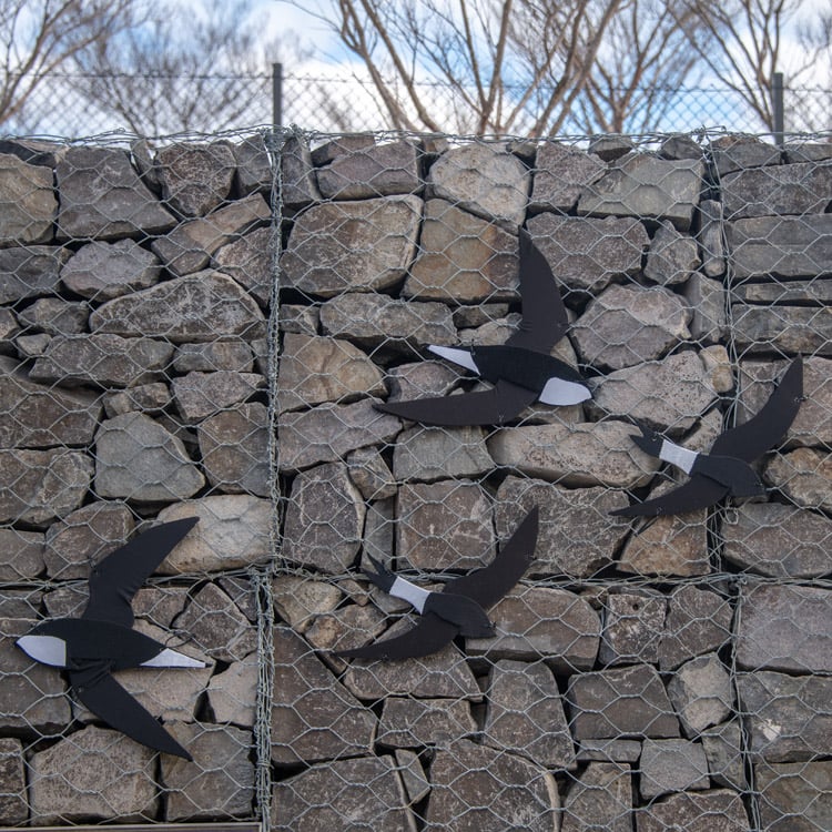 swifts1