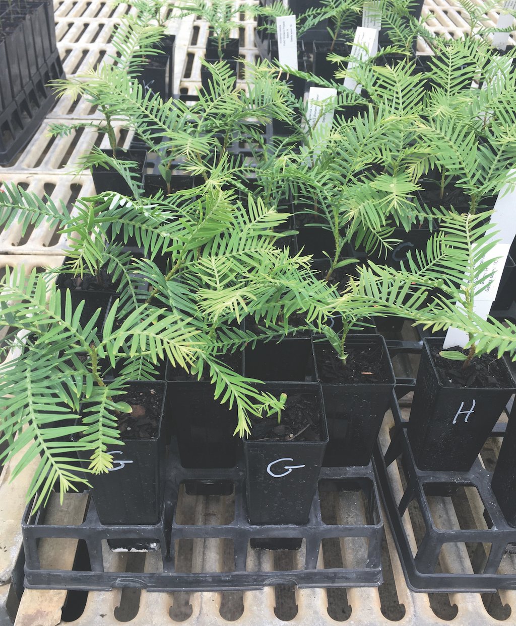 Wollemi in forest tubes