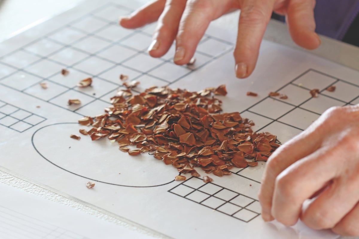 wollemi seeds